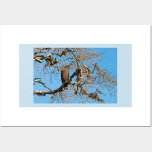 Crested Serpent eagle sitting on tree, Sri Lanka Posters and Art